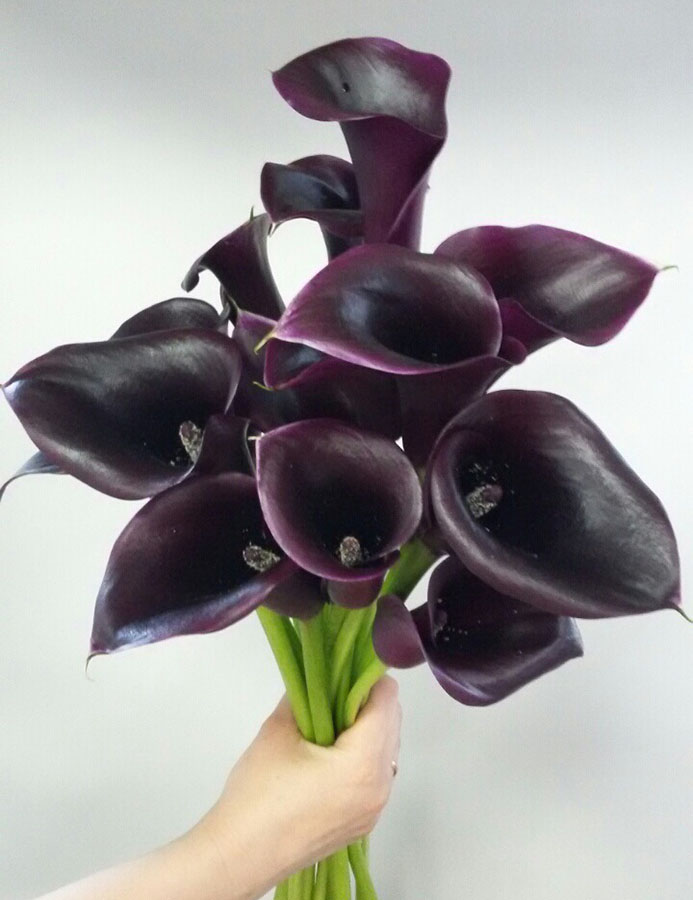 Черные каллы