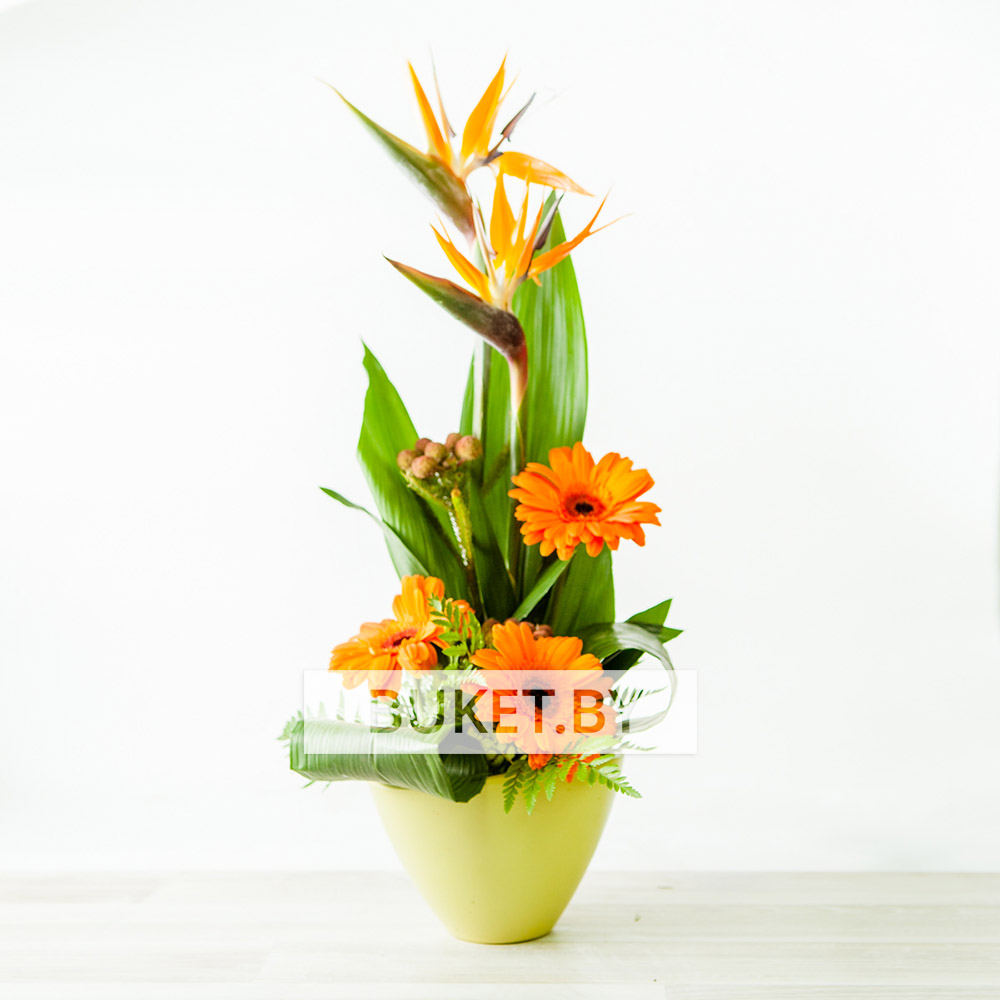 Композиция со стрелицией и герберами